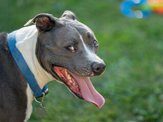 pitbull is watching you with his tongue out on a sunny day