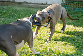 Obraz premium pitbulls are playing tug of war with a dog toy