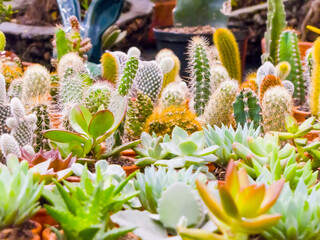 Cactus y plantas