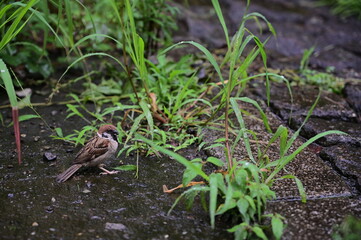 Naklejka premium スズメ