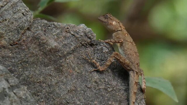 Lezard eating ants mp4 .