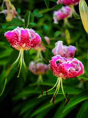Pink Flowers in the Garden