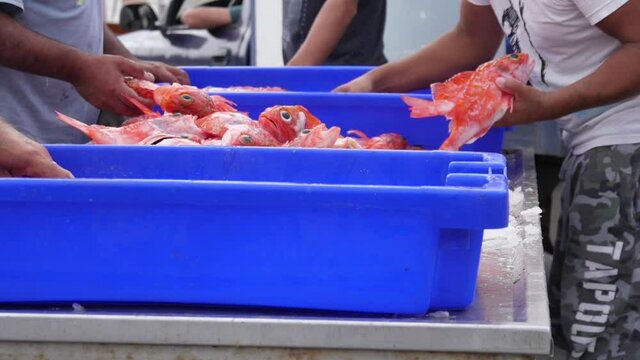 fish being unloaded from boat by fishermen in harbor slow motion