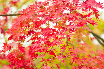 The maple is colored in beautiful red and yellow.