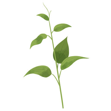 Vector illustration of stemona(climbing plant) on white background