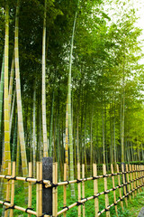 Fototapeta na wymiar Bamboo forest scenery at Expo Park in Osaka, Japan. 