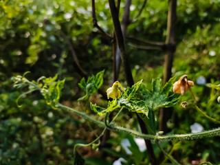 This is the Momordica charantia trees flower macro shot in the morning.