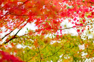 The maple is colored in beautiful red and yellow.