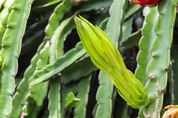 Dragon fruit planted in a natural garden