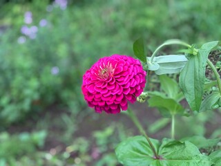 common zinnia Pink petals overlapping many layers, forming a beautiful bush. With pollen in the middle of the flower Green leaf stalk