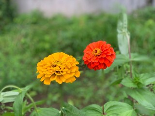 common zinnia has yellow flowers, orange flowers, overlapping petals with yellow stamens in the middle. Green leaf stalk