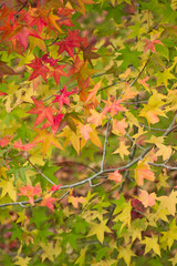 The maple is colored in beautiful red and yellow.