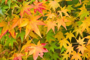 The maple is colored in beautiful red and yellow.