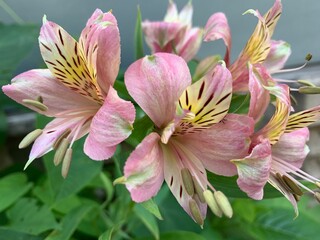 peruvian lily Petals pink, white, green, yellowish brown There are long stalks protruding from the center of the flower. There are many flowers forming a large inflorescence. Green leaf stalk