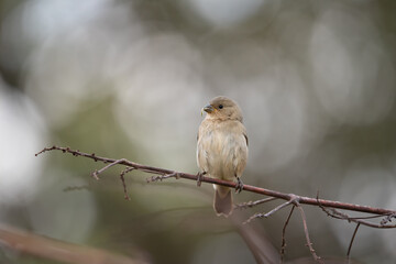 coleirinho (Sporophila caerulescens)