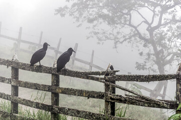 Two colombian black vultures standing in a fence