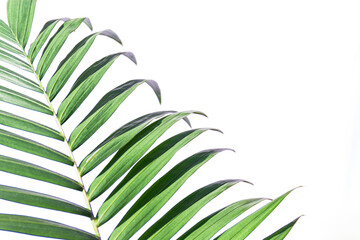 Green palm leaves on white background with copy space