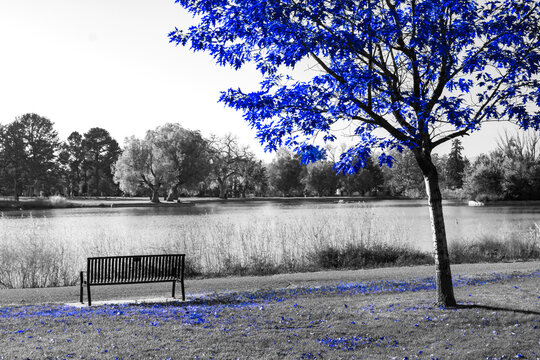 Blue tree above an empty park bench in a black and white fall landscape