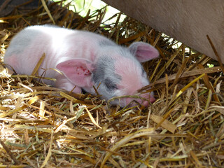 Baby piglet sleeping at the barn