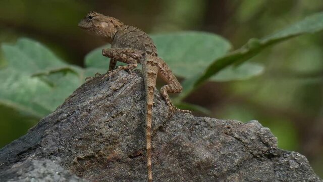 lezard eting ants mp4 2 .