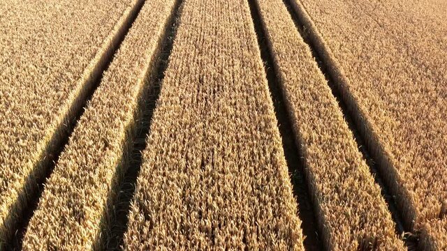 Traktorspuren im Weizenfeld aus der Luft in linearer Bewegung