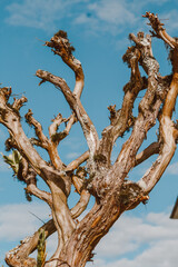 dead tree against blue sky