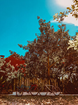 autumn in the park