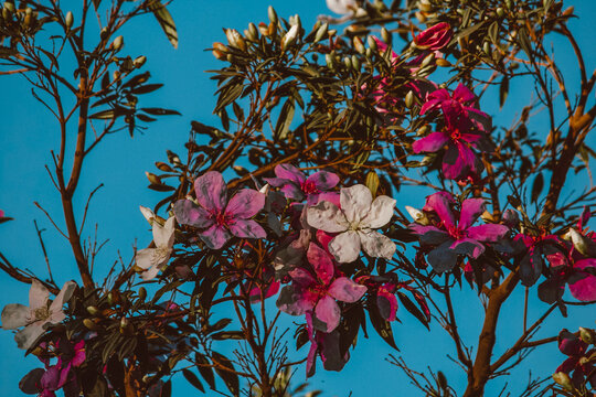 flowers and sky