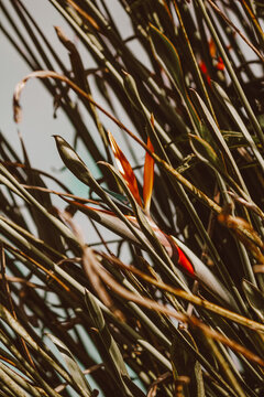 autumn leaves in the wind