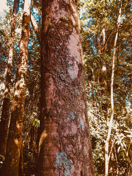 trees in the forest