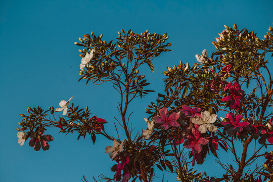tree and sky