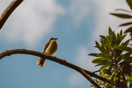 bird on a branch
