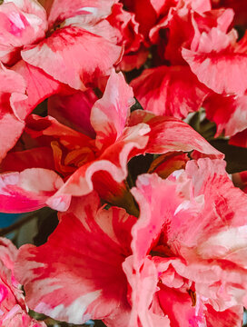 red leaves background
