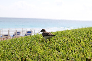 Cancún, playas, playa, juguetes, muñeca, rusia, matrioska, souvenir, variopinto, arte, ruinas,...