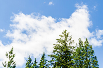 top of green trees against blue sky with white clouds background