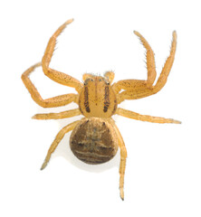 Crab spider isolated on white background, macro photo