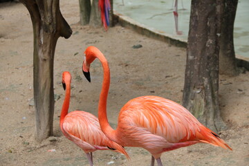 Cancún, playas, playa, juguetes, muñeca, rusia, matrioska, souvenir, variopinto, arte, ruinas, tradicional, madera, color, rojo, familia, decoraciones, blanco, pintada, cultura, regalo, juguete, arte,