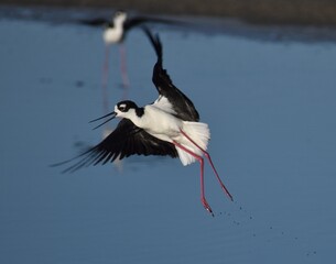 A black-necked stilt (Himantopus mexicanus) leaps into flight from the muddy edge of a salt pond in the Moss Landing Wildlife Area in California.