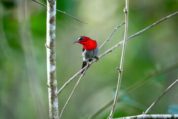 Crimson Sunbird