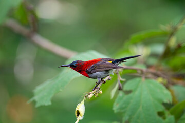 Fototapeta na wymiar Crimson Sunbird