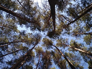 Forest summer green tree background