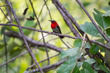 Crimson Sunbird