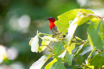 Crimson Sunbird