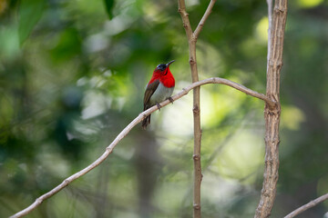 Crimson Sunbird