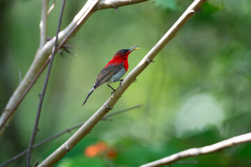 Crimson Sunbird