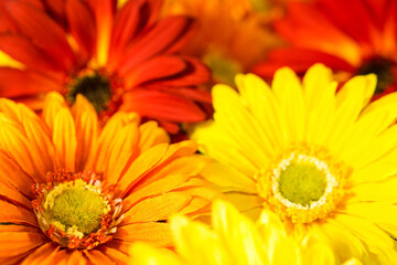 beautiful background of yellow and orange petal flowers