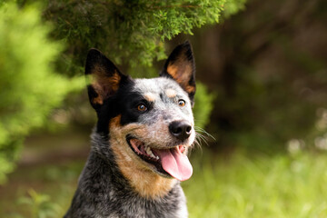 Portrait head shot of a Australian Cattle Dog Blue Heeler sitting by cypress tree