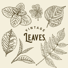 Vintage Leaves Illustration