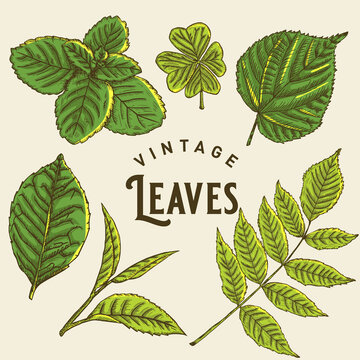 Vintage Leaves Illustration