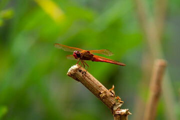 Close up macro lens image of a male autumn meadowhawk (Sympetrum vicinum) on a wooden stick near Potomac River, Maryland. This dragonfly is a top predator in its microcosm. 